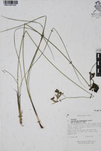 Sisyrinchium longispathum image